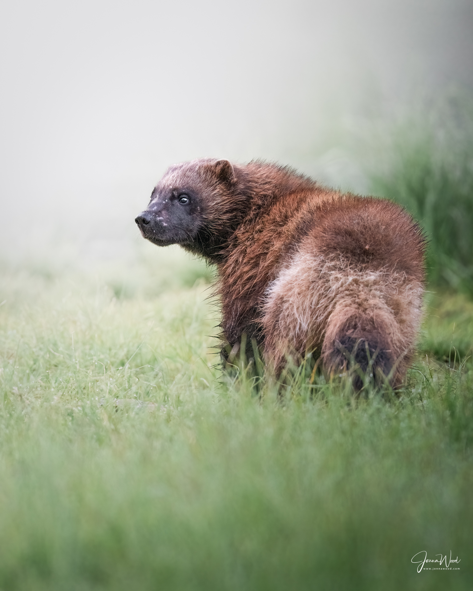 Finnish wildlife and nature photography; a fox cub in the forest with Jonna Wood