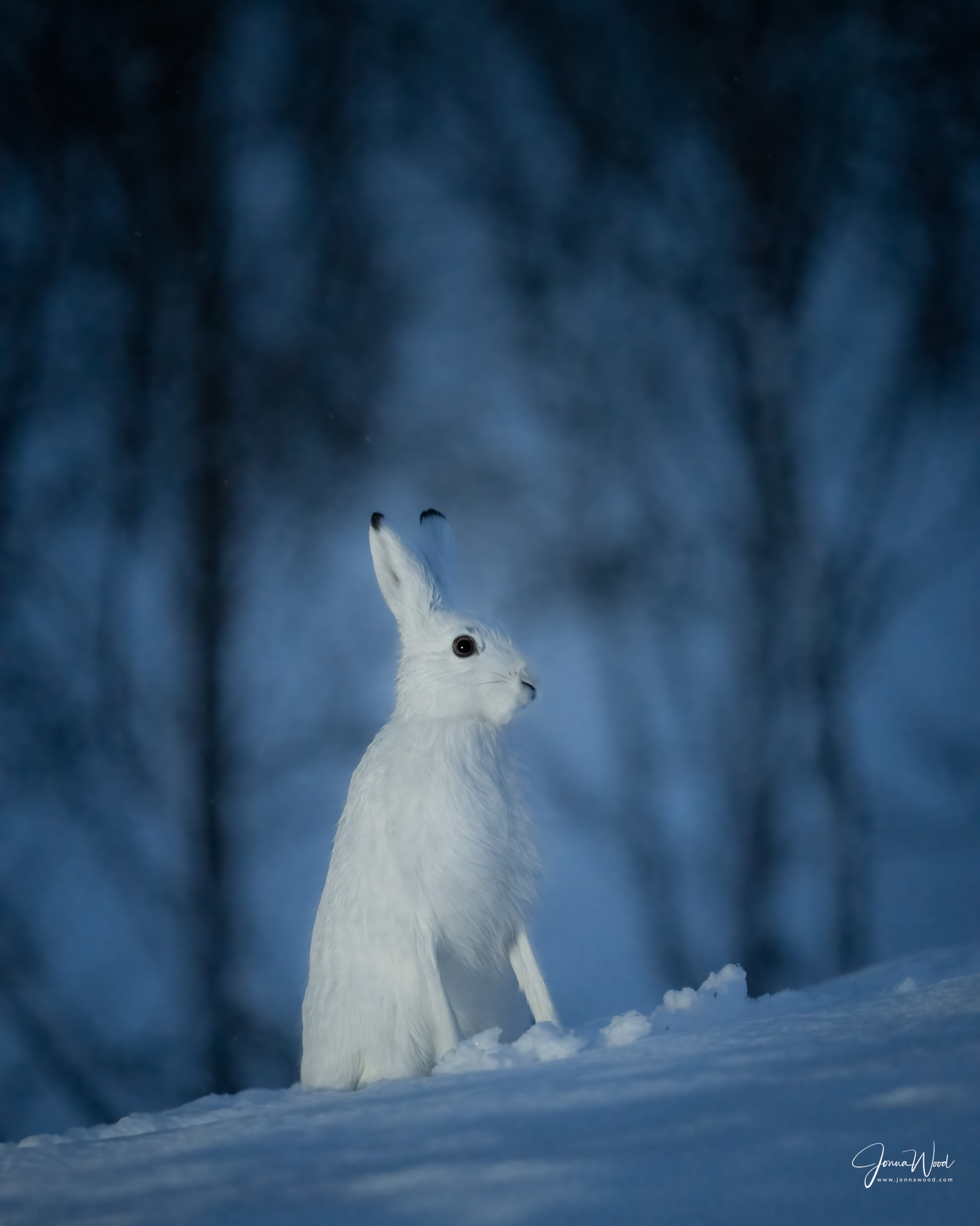 Great grey owl in snow in Finland with nature and wildlife photographer Jonna Wood