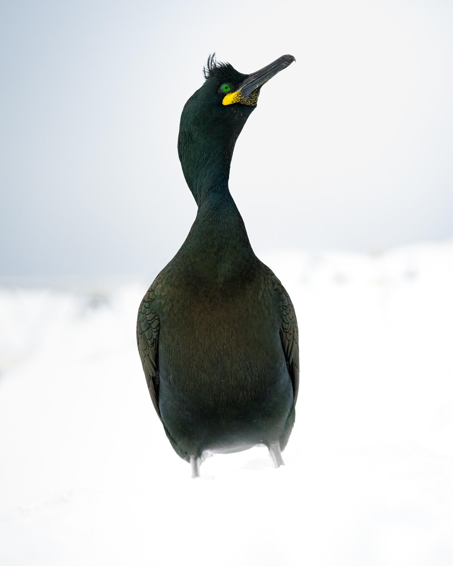 Wildlife and nature photography in Finland with Jonna Wood