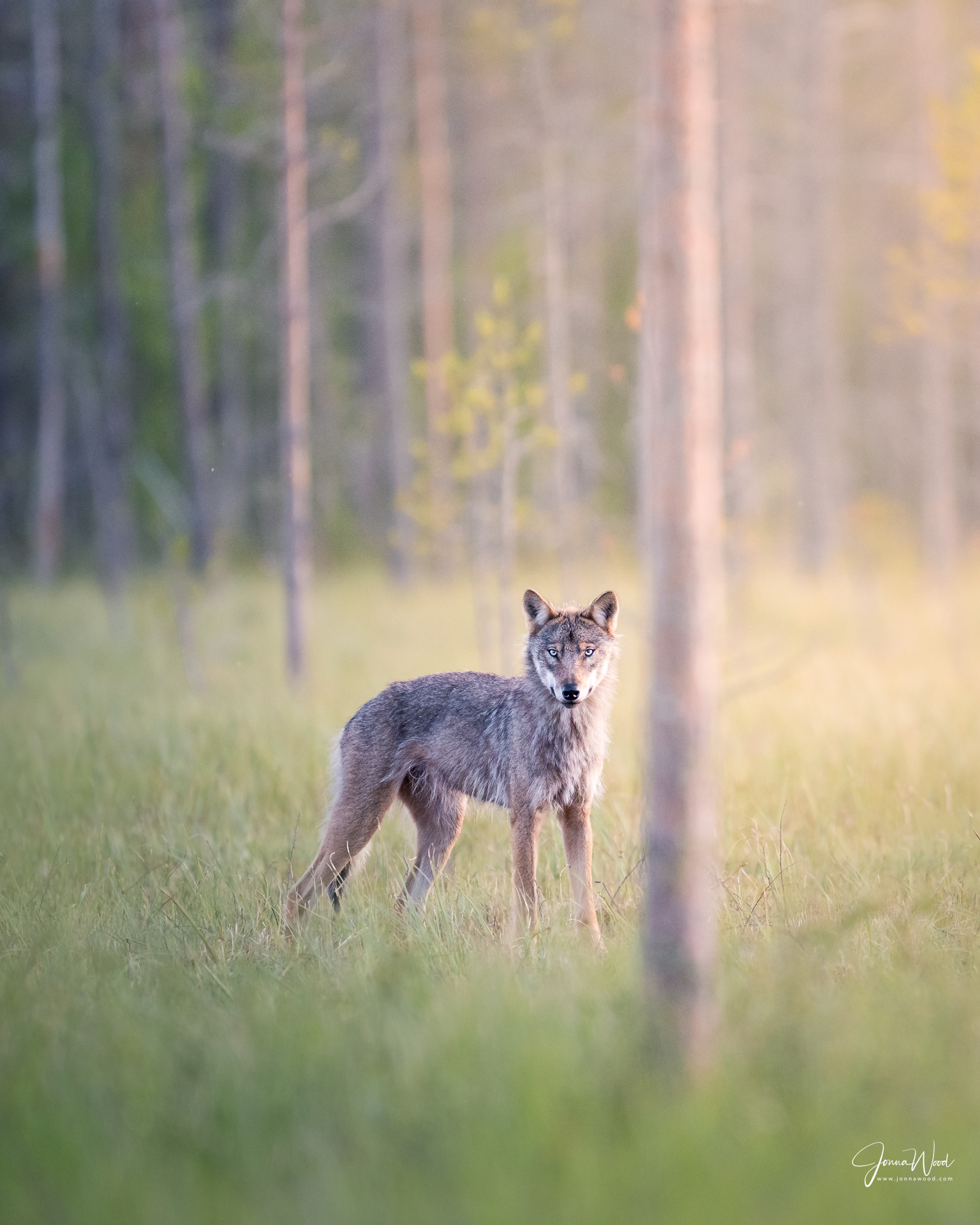 Key deer photography on Big Pine Key at the Florida Keys