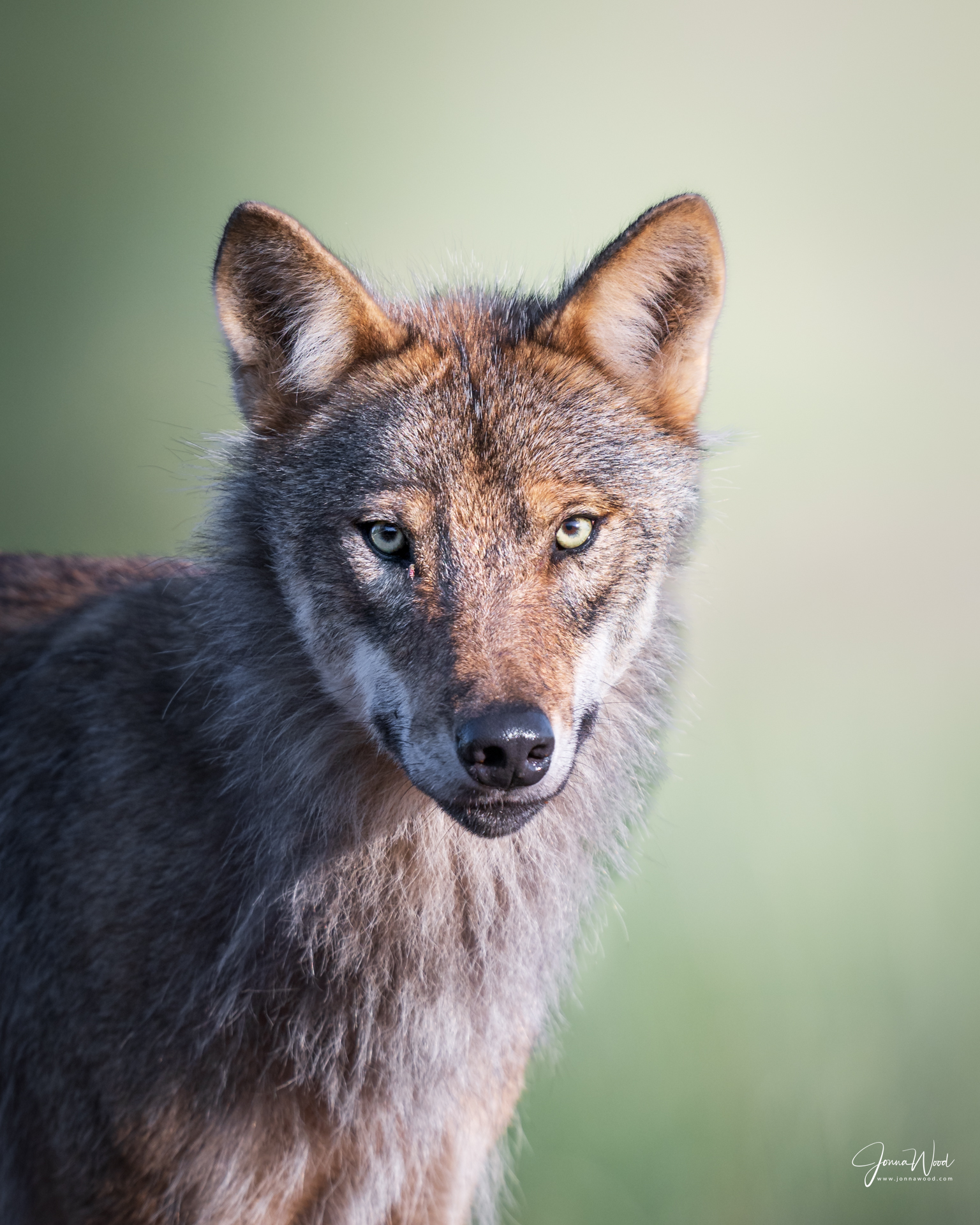 Photographing grey wolves in Finland during the winter.