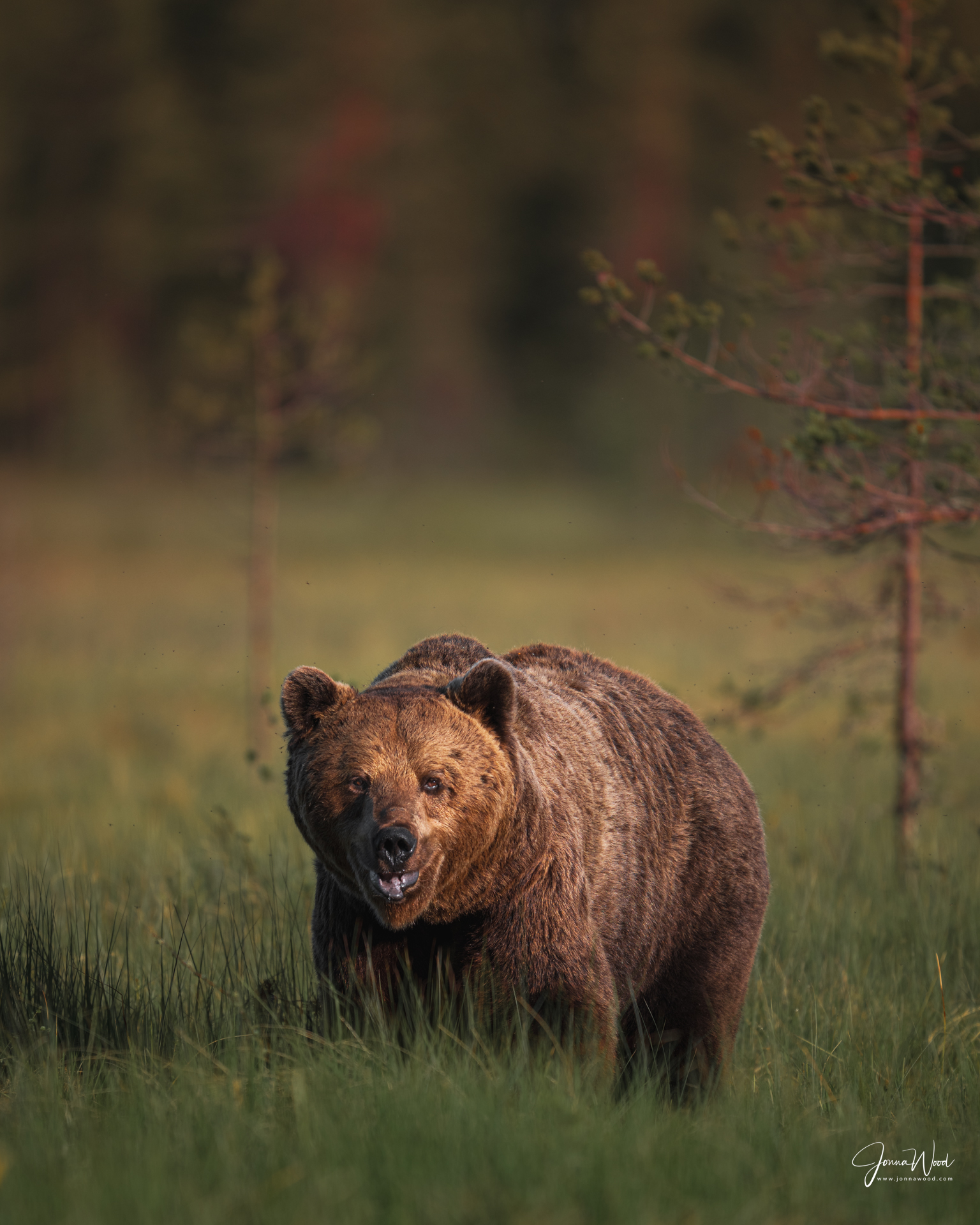 Wildlife photography Finland by Jonna Wood