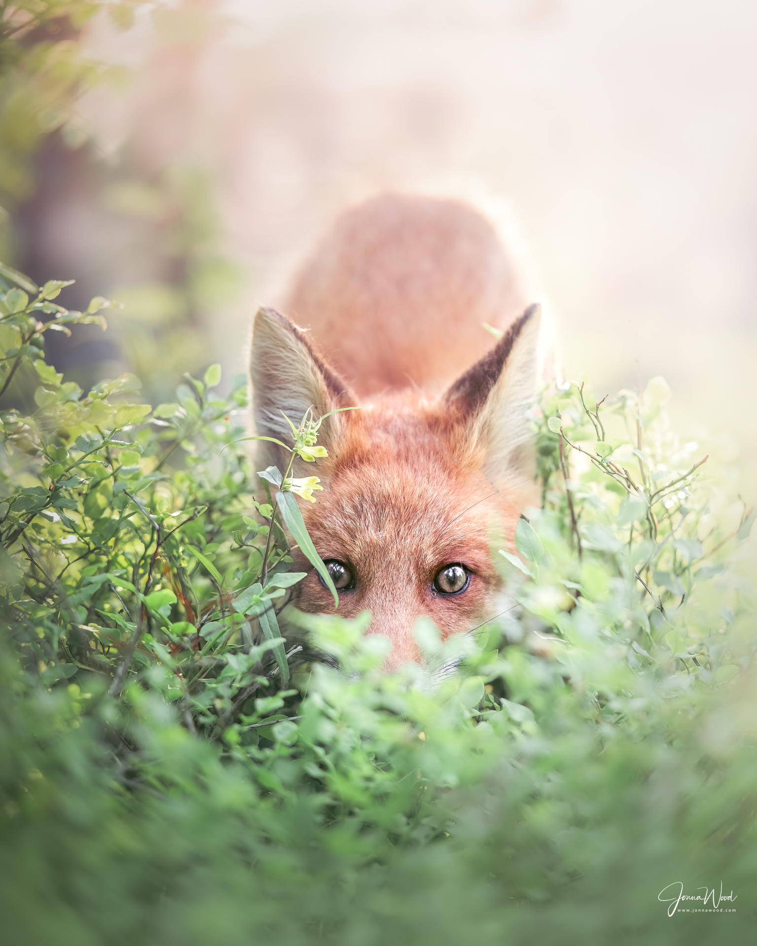 Fox cub in the woods, wildlife photography in Finland 
