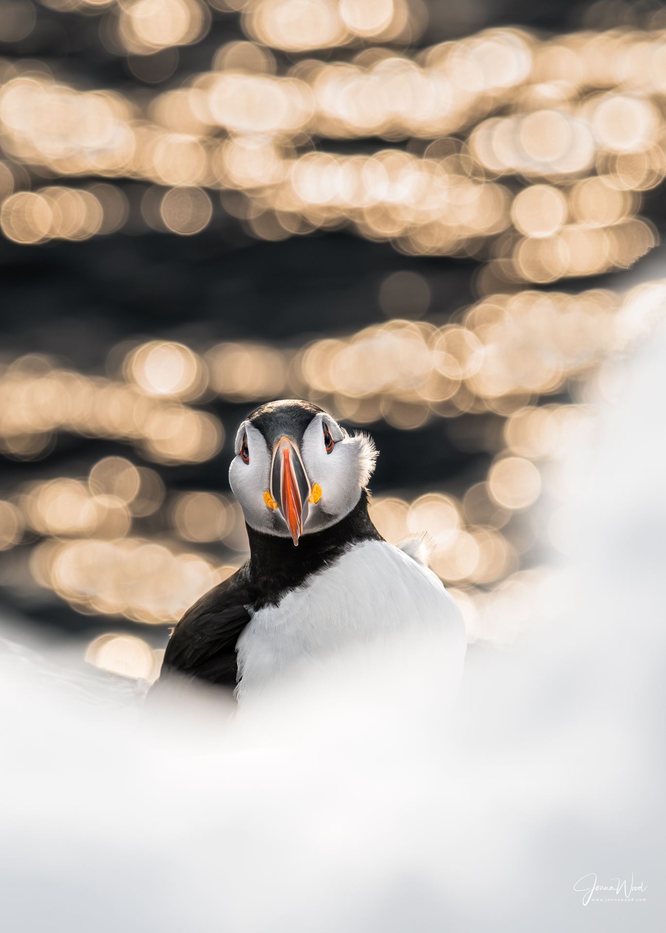 Wolverine photography in Finland with nature and wildlife photographer Jonna Wood