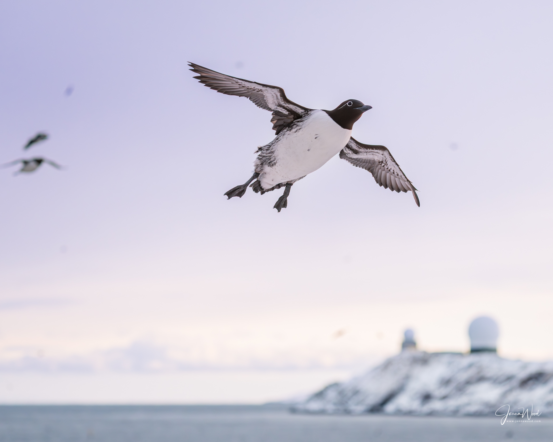 Wildlife photography and nature-based travel in Finland.